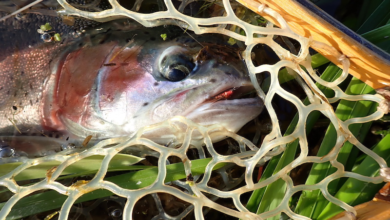 230605 lake rainbow nymph