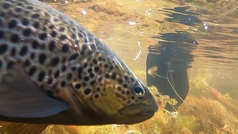 230613 rena trout