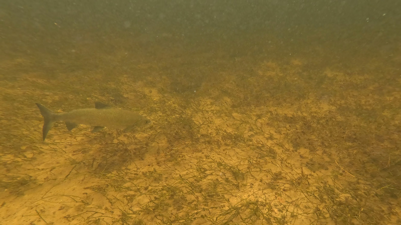 230615 rena helt underwater