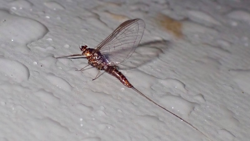 230618 rena mayfly