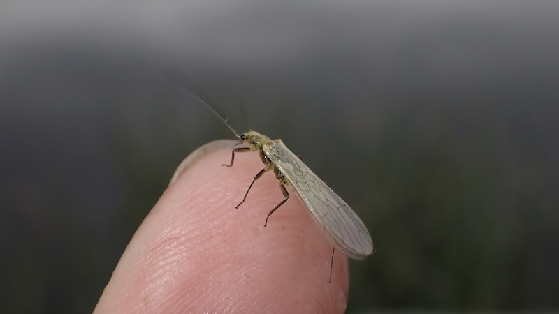 Slørvinge 230619 rena stonefly