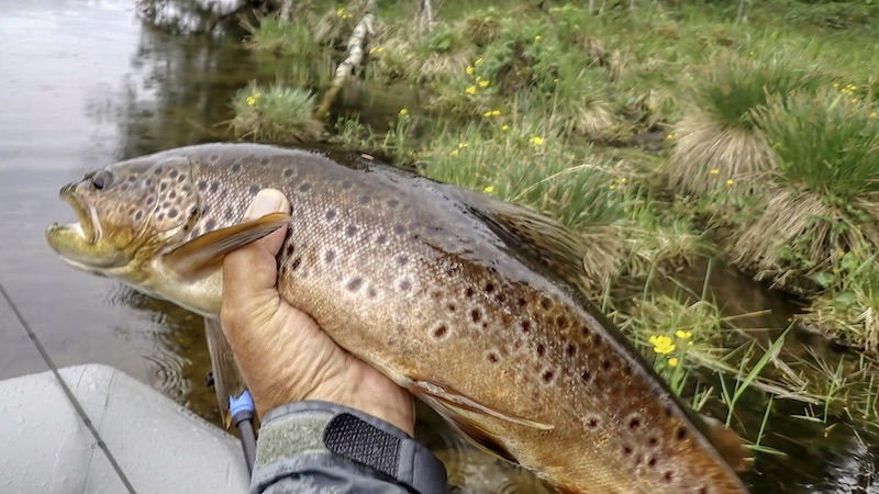 Rena ørred 230619 rena trout