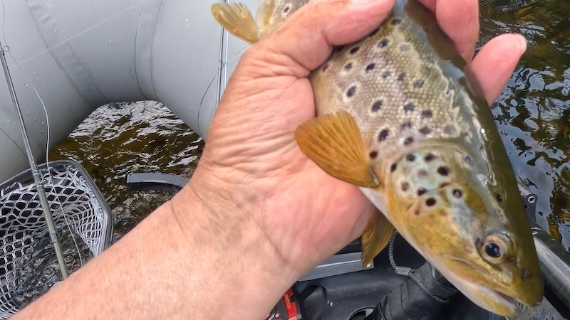 Ørred fra Rena 230622 rena trout