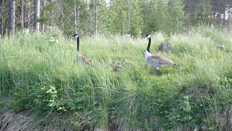 230623 rena goose