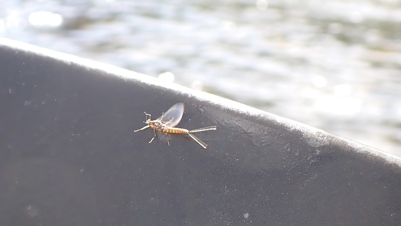 230627 rena mayfly