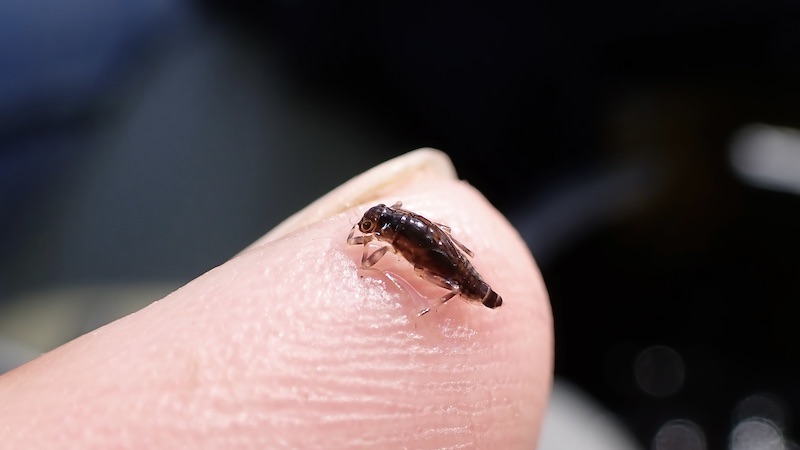 230627 rena nymph