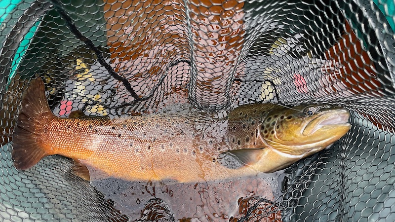 Ørred fra Rena 230629 rena trout jonas