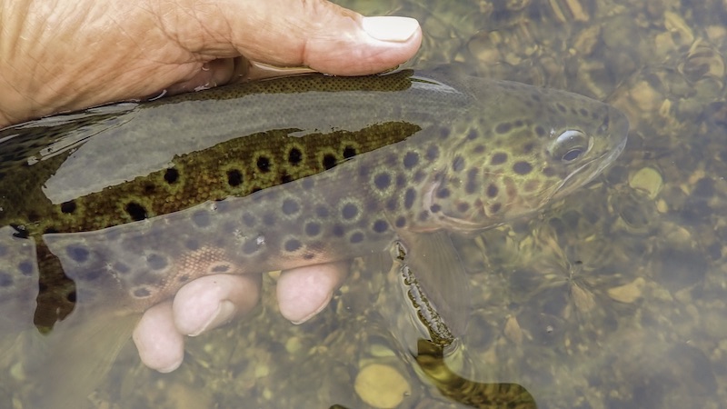 230629 rena trout