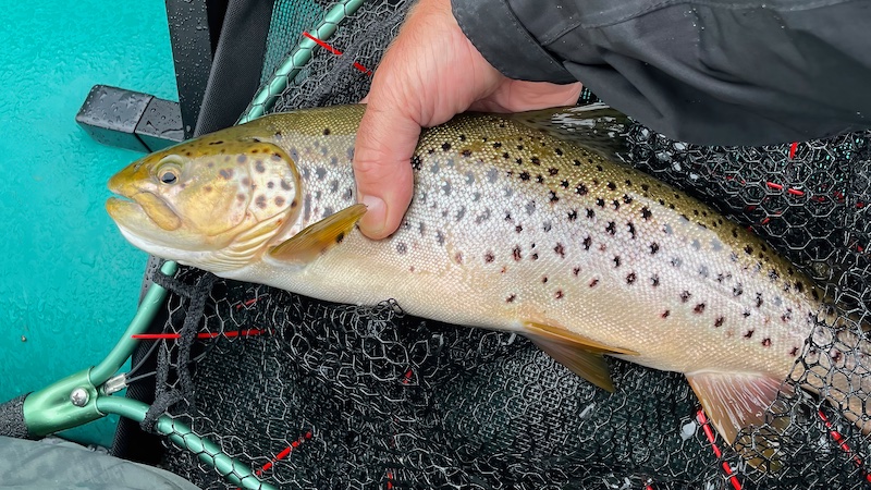 Rena ørred 230630 rena blank trout