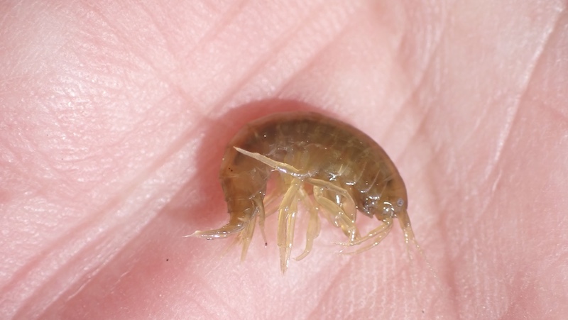 230703 rena gammarus