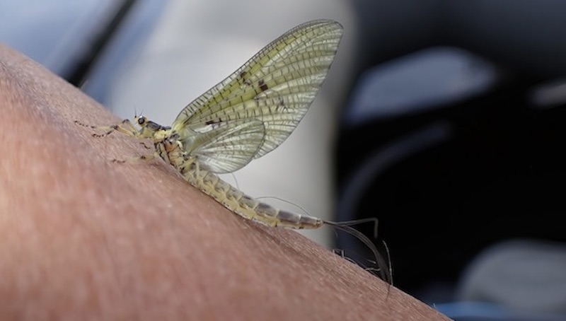 230710 rena mayfly