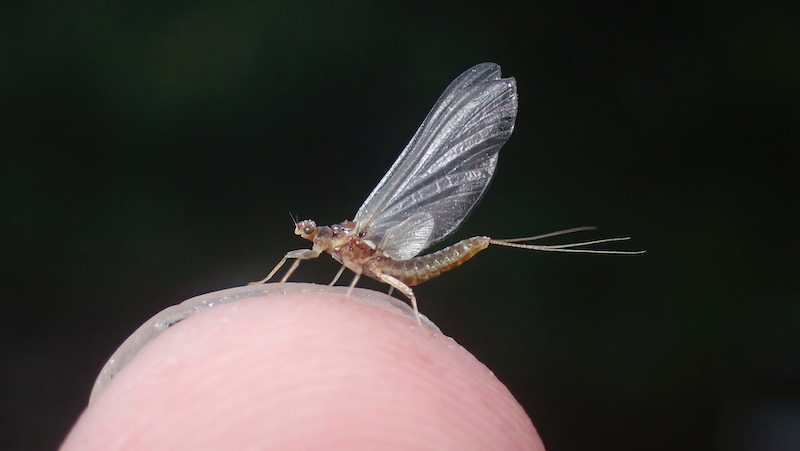 Lille døgnflue 230713 rena lille mayfly