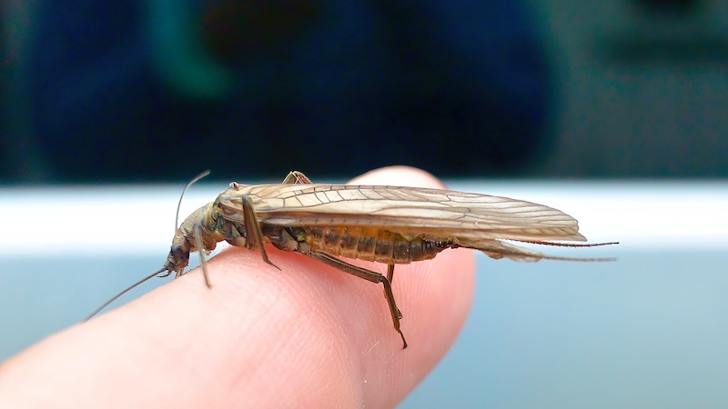 Slørvinge 230722 rena stonefly