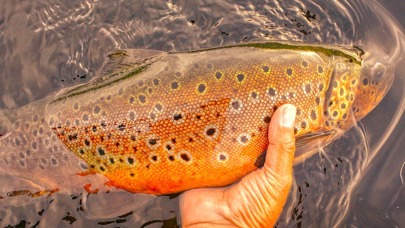 230722 rena trout