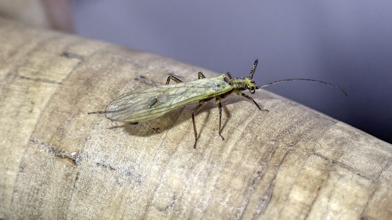 230724 rena stonefly