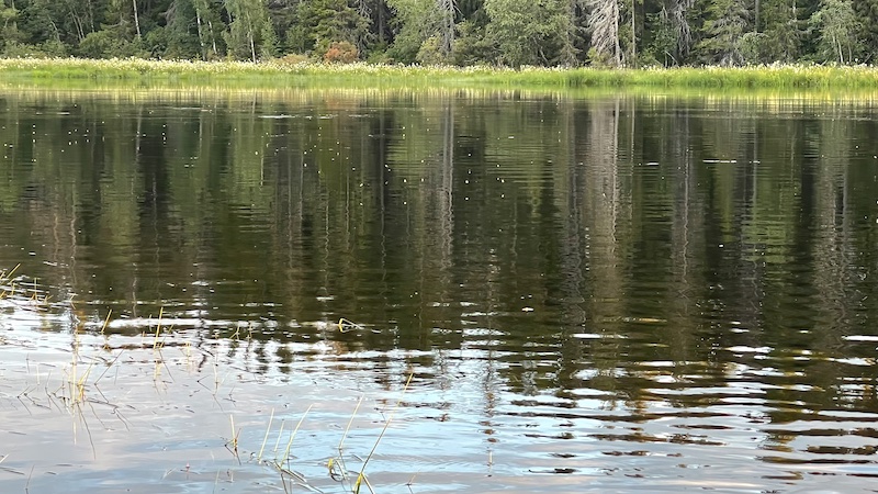 230728 rena caddis aften