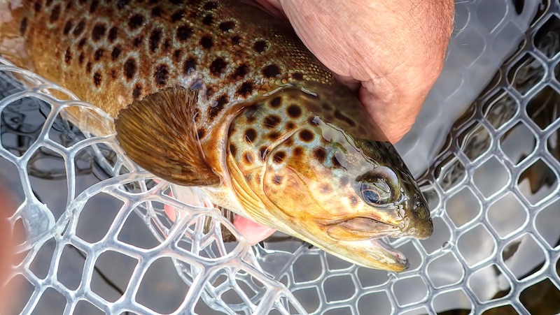 230728 rena trout