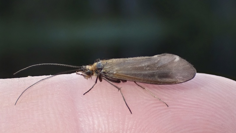 230801 rena sedge