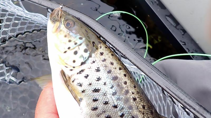 Ørred fra Mariager Fjord 2308018 mariager trout
