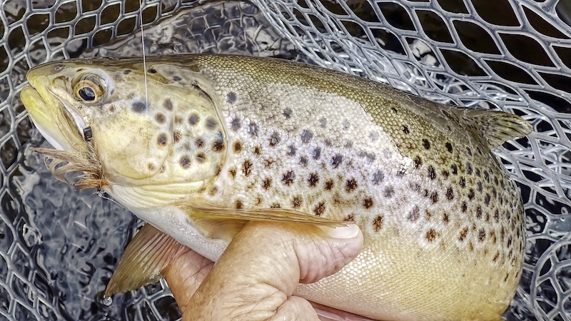 230802 rena trout stonefly