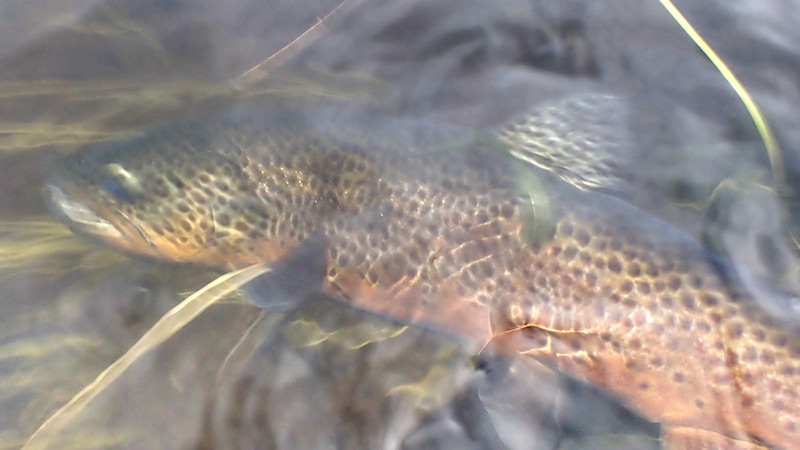 230805 rena trout rlease