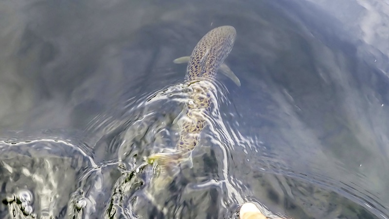 230814 mariager trout release