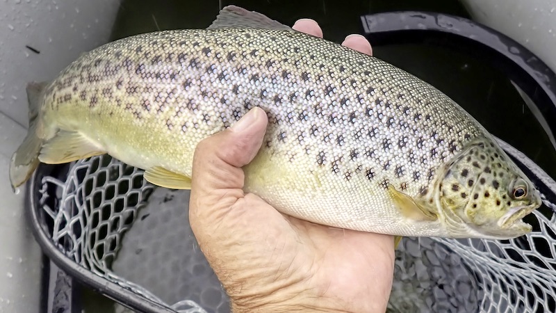 Ørred fra Mariager Fjord 230816 mariager trout