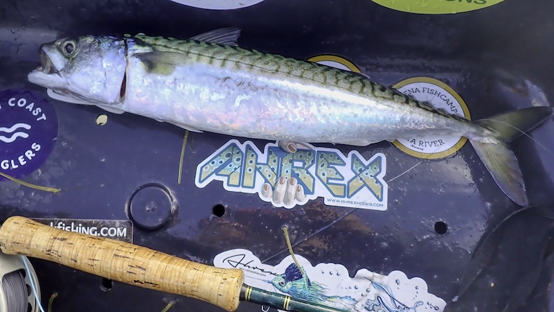 Makrel 230820 kobberhagen makrel