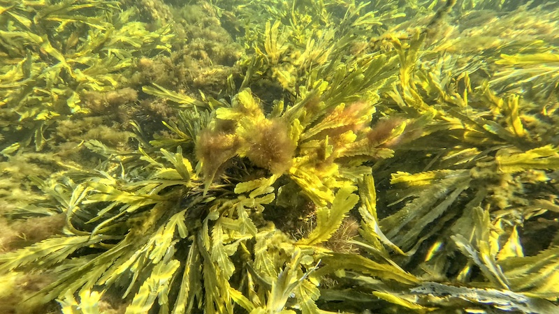 Blæretang 230820 kobberhagen tang bund