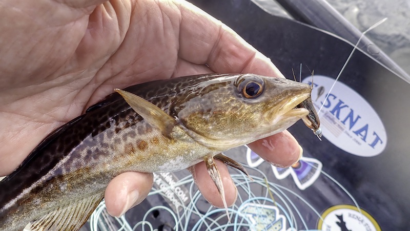 Torsk 230820 kobberhagen torsk