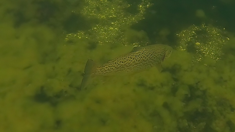 Genudsætning af ørred 230826 mariager morgen trout release