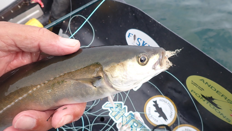 230830 fjellerup sej