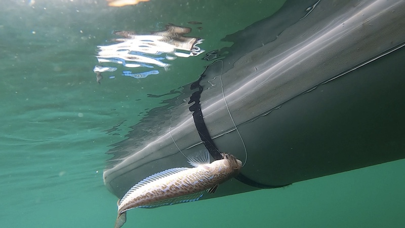 230830 fjellerup under vand fjaesing