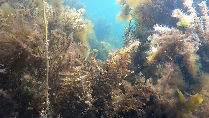 Alger og fedtemøg 230902 aarhus bugten alger