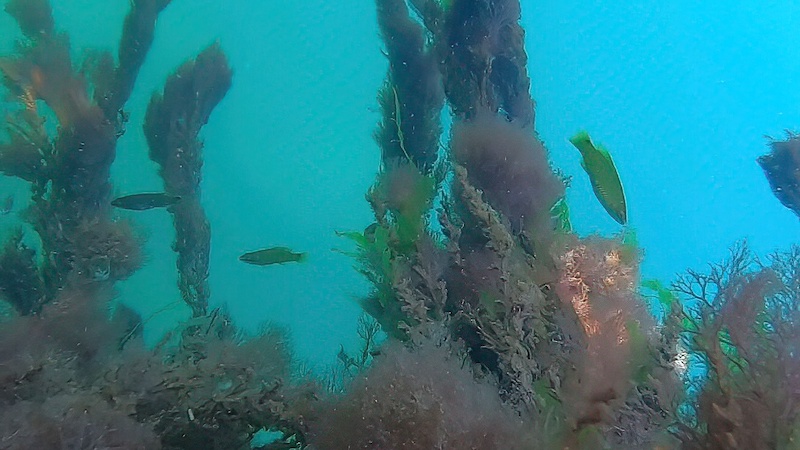 Havkarudser ved Studstrup 230902 aarhus bugten havkarudser