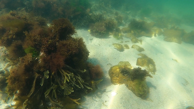 230906 steensgaarde tamg alger