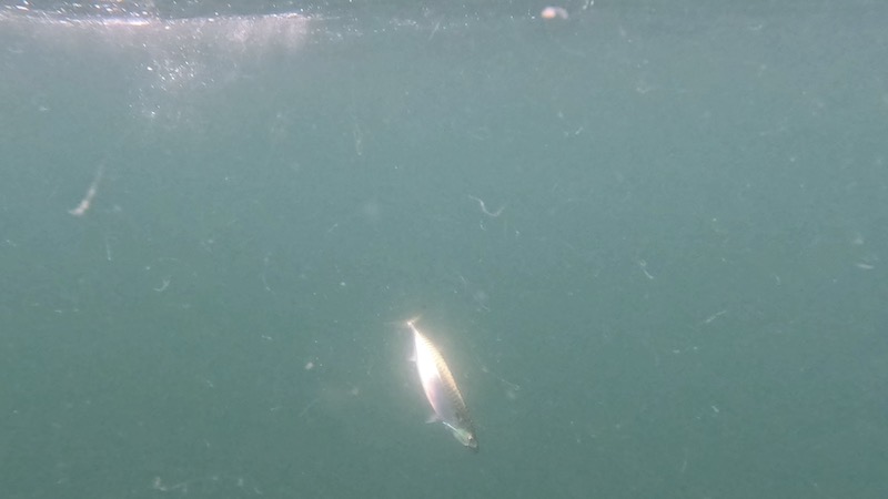 Makrel på flue 230910 esby makrel under vand