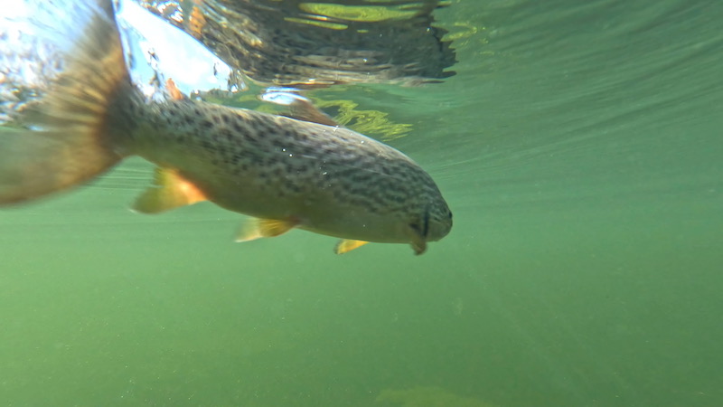 230915 mariager hobro relasing trout