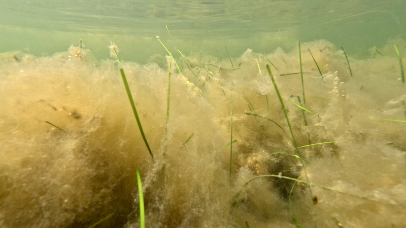 Alger og ålegræs 230917 strudstrup seagrass