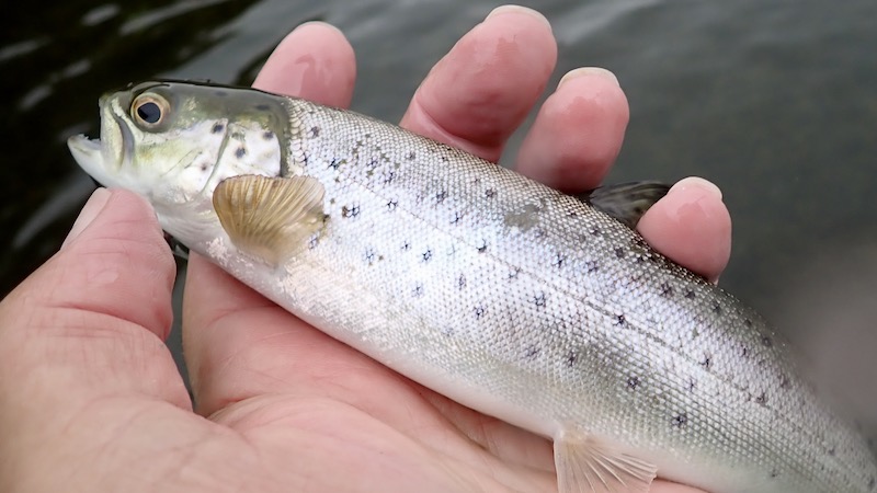 231026 tv2nord bil smolt