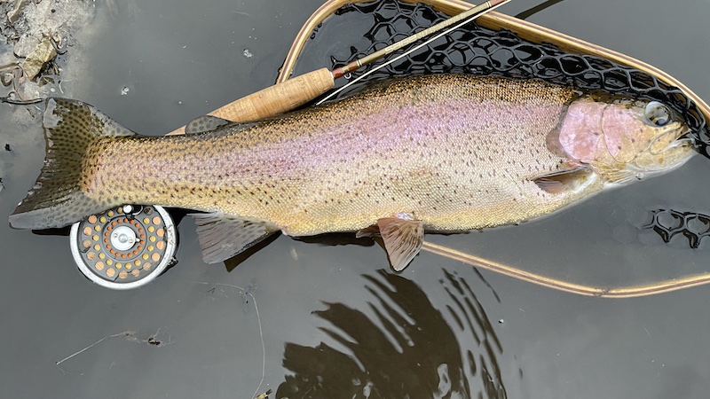Regnbueørred 240101 milldam rainbow trout