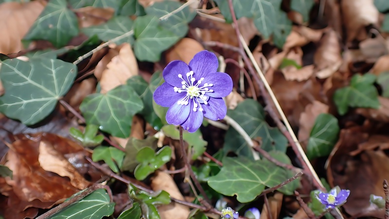 Blå anemoner ved Mariager Fjord 240331 mariager anemone blue