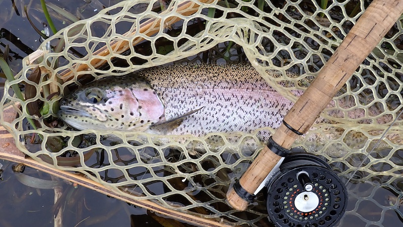 240809 milldam silver trout