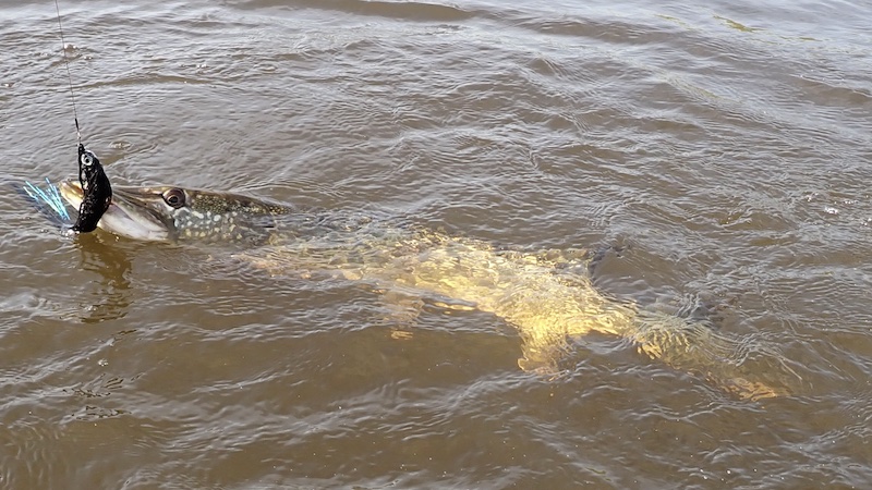 240503 gudenaa pike on fly