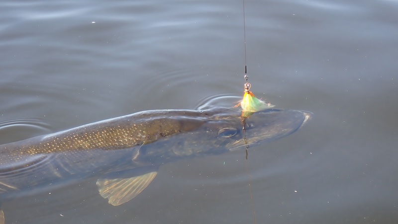 Gedde på flue 240512 lake secret pike