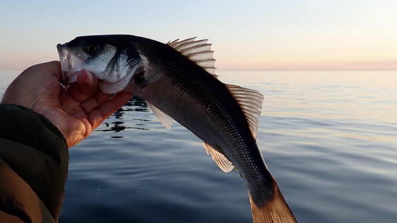 240519 tornby havbars sunset