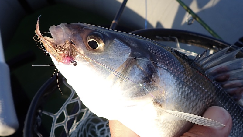 240519 tornby havbars