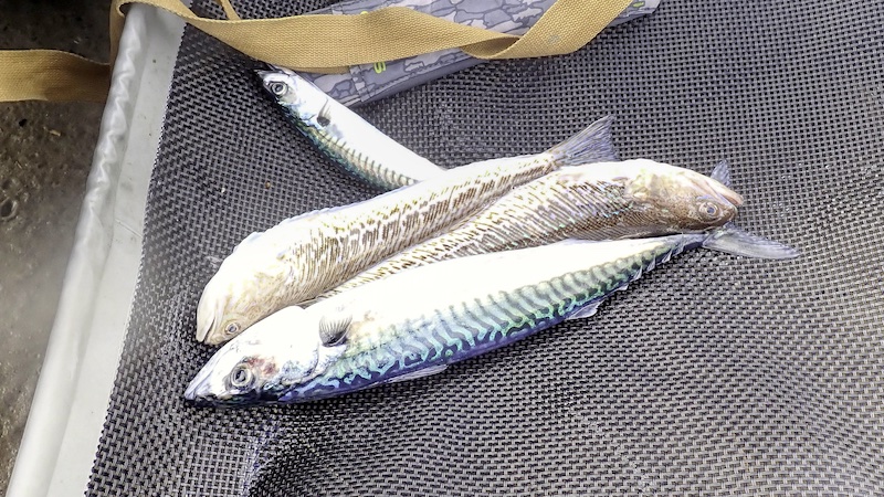 240617 hirtshals fangst