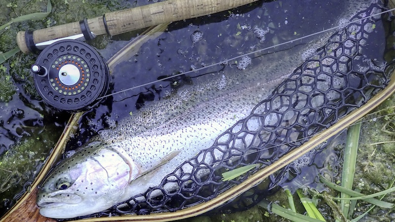 240619 milldam aften rainbow trout