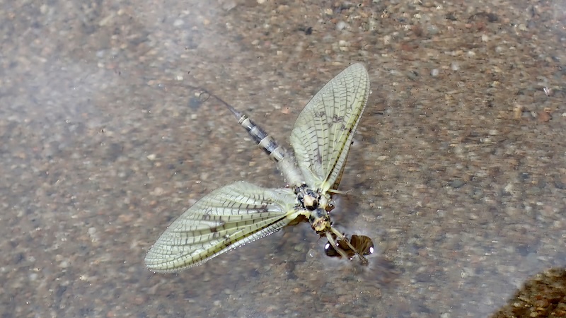 Majflue - Emphera vulgata 240704 rena spent spinner